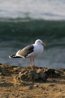 Seagull on Rock photo