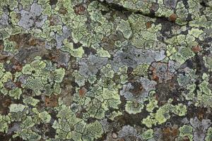 Lichen on Rock