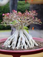 bonsai Tree photo