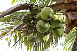 árbol de coco