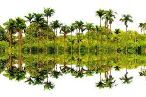 palm trees photo