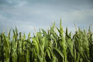 Corn field, ready for harvesting photo