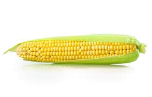 corn photo