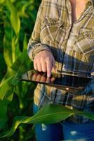 Ingeniero agrónomo con tablet PC en campo de maíz