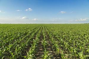 creciente campo de maíz, verde paisaje agrícola