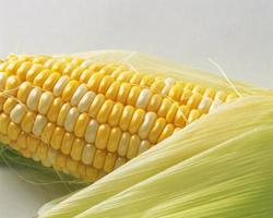 corn cob photo