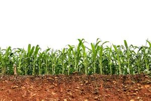 campo de maíz de plántulas en sección transversal del suelo laterítico rojo foto