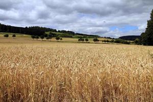 campo de trigo dorado foto