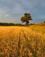 puesta de sol sobre campo de cereal en verano foto
