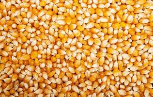 Bulk of corn grains photo