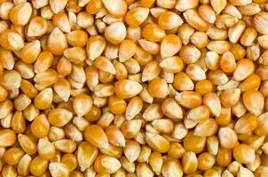 Background of corn grains
