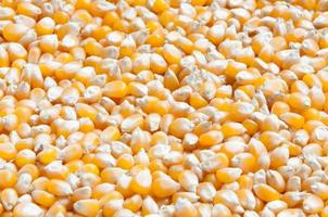 granel de granos de maíz
