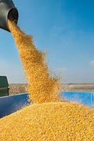corn harvest photo