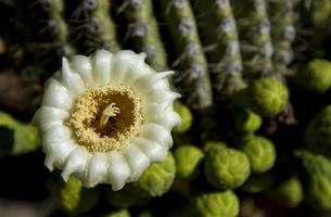 flor de saguaro