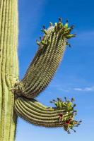 hermosos cactus en el paisaje foto