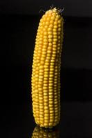 Corn, cob, yellow, black, ripe, grain, food, wellness, Zea mays photo