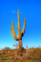 Saguaro Cactus photo