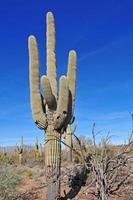 Saguaro Cactus, Arizona, USA