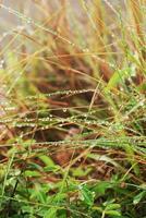 Damp Grass photo