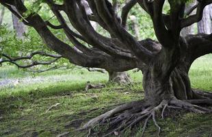 viejo árbol con raíces expuestas foto