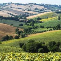 Marches (Italy): summer landscape photo