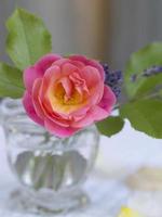 rosa rosa con hojas en un florero de vidrio foto