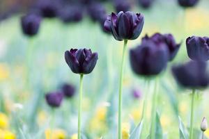 tulipanes, primavera