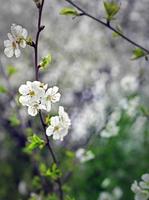 spring flower photo