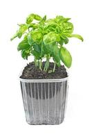 Basil herb in plastic pot isolated o white