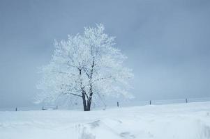Winter Landscape photo