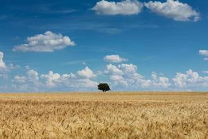 paisaje agrícola foto