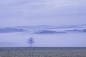 paisaje en la niebla foto