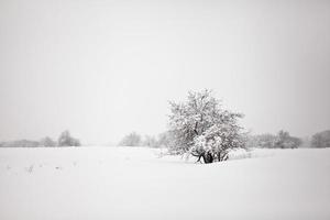 minimalistic winter landscape