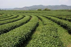 Tea plantation landscape photo