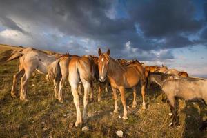 paisaje de montaña con caballos de pastoreo foto