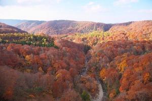 bosque de otoño foto