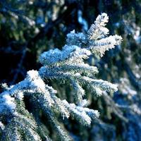 Winter background, landscape. Winter trees in wonderland. Winter photo