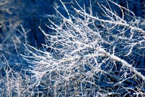 Fondo de invierno, paisaje. Árboles de invierno en el país de las maravillas. invierno foto