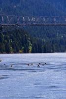 perfectas canoas y kayaks en el pintoresco desfiladero del río Columbia foto