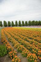 fila de flor de naranja en farm1 foto