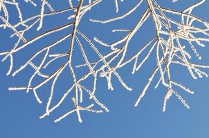 árbol de invierno blanco helado