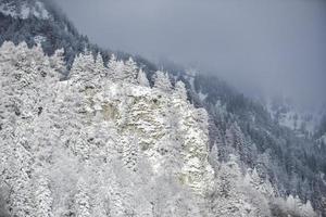 White firs in winter