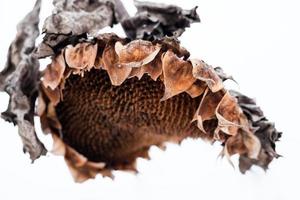 cabeza de girasol marchito en invierno foto