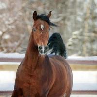 bay arab horse in winter