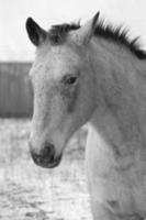 B&W Horse Portrait photo