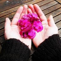 flor de invierno en mis manos foto