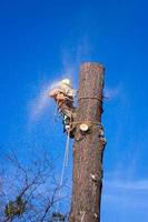 leñador trepando el tronco de un árbol foto