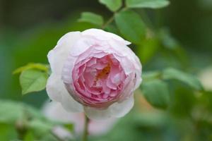 rosa inglesa rosa simbólica de amor y compasión