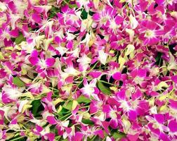 hermosas orquídeas flores floreciendo foto