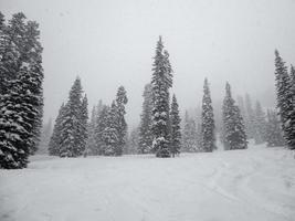 colina de esquí y pinos altos en una tormenta de nieve foto